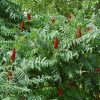 Staghorn Sumac #2 - Image 2